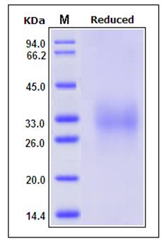 SDS-PAGE analysis of Cynomolgus GLP1R protein